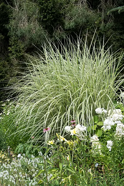 664270 - Chinese silver grass (Miscanthus sinensis 'Silberpfeil')