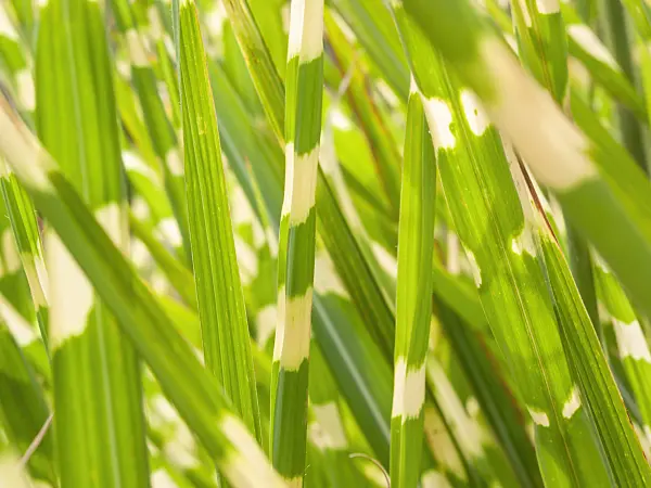 404083 - Chinese silver grass (Miscanthus sinensis 'Strictus')