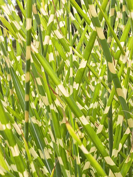 404084 - Chinese silver grass (Miscanthus sinensis 'Strictus')
