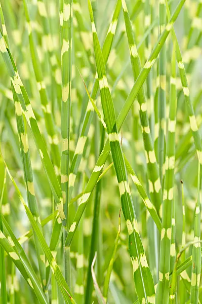 475126 - Chinese silver grass (Miscanthus sinensis 'Strictus')