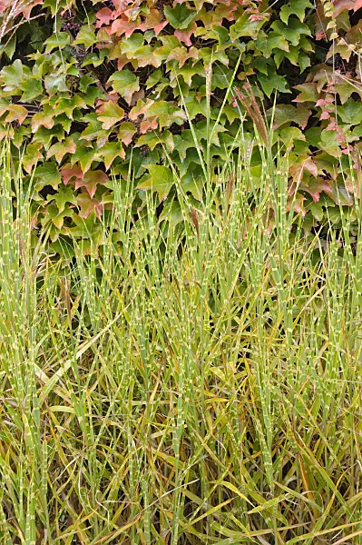 477100 - Chinese silver grass (Miscanthus sinensis 'Strictus')