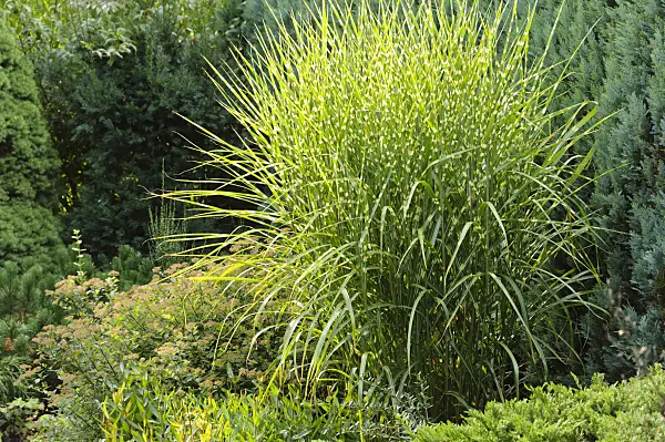 488087 - Chinese silver grass (Miscanthus sinensis 'Strictus')