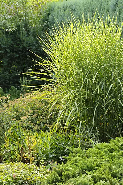 488088 - Chinese silver grass (Miscanthus sinensis 'Strictus')