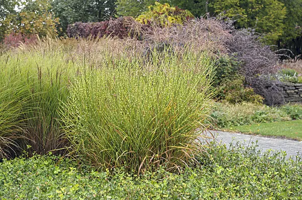 517458 - Chinese silver grass (Miscanthus sinensis 'Strictus')