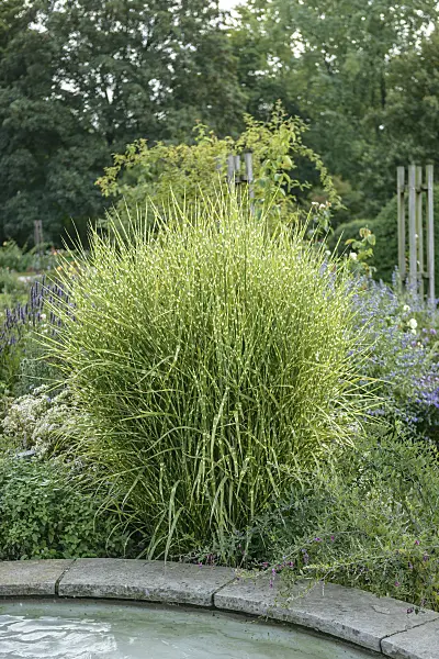 547208 - Chinese silver grass (Miscanthus sinensis 'Strictus')