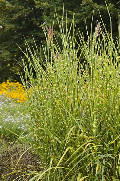 549035 - Chinese silver grass (Miscanthus sinensis 'Strictus')