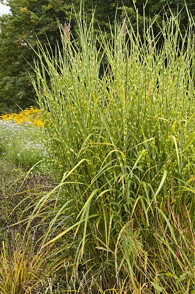 549037 - Chinese silver grass (Miscanthus sinensis 'Strictus')