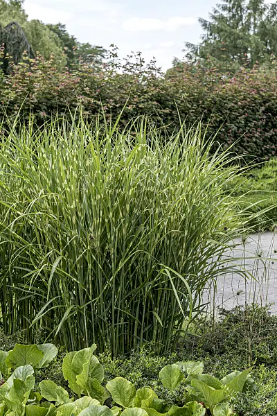 651392 - Chinese silver grass (Miscanthus sinensis 'Strictus')