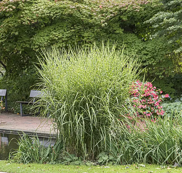 651393 - Chinese silver grass (Miscanthus sinensis 'Strictus')