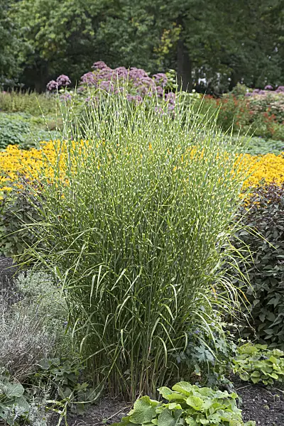 651394 - Chinese silver grass (Miscanthus sinensis 'Strictus')