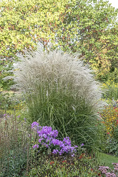 638170 - Chinese silver grass (Miscanthus sinensis 'Undine')
