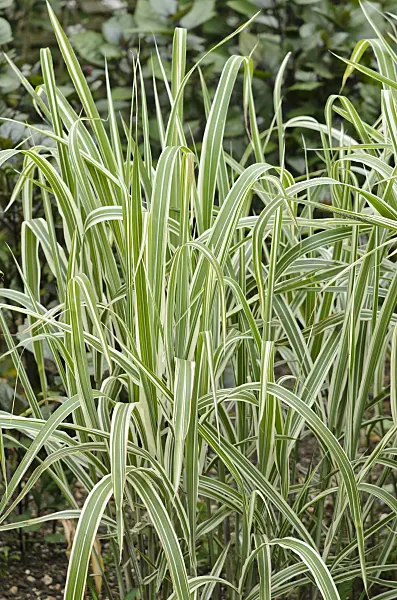 533458 - Chinese silver grass (Miscanthus sinensis var. condensatus 'Cosmopolitan')