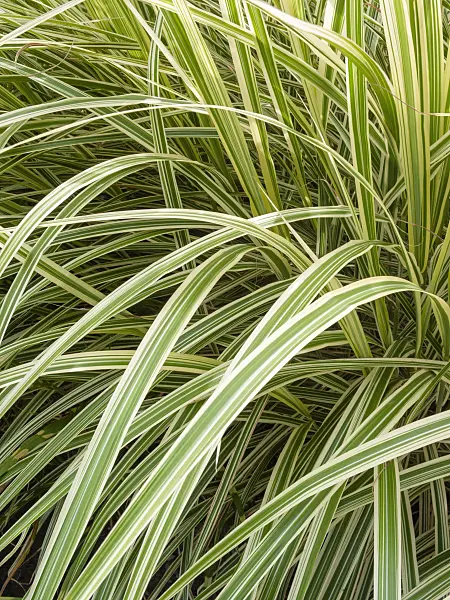 404085 - Chinese silver grass (Miscanthus sinensis 'Variegata' syn. Miscanthus sinensis 'Variegatus')