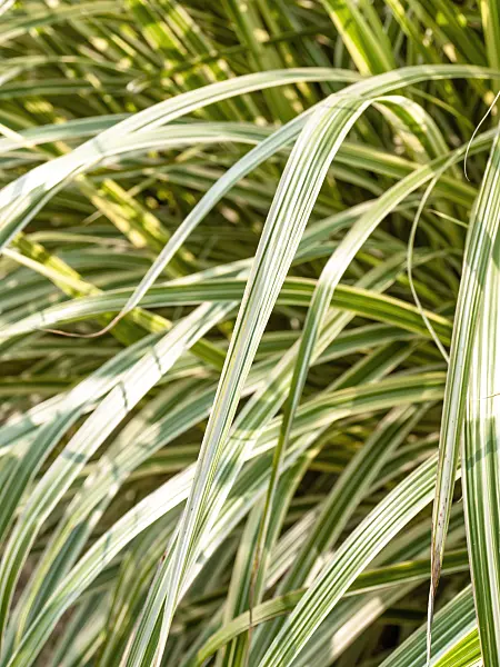 464030 - Chinese silver grass (Miscanthus sinensis 'Variegata' syn. Miscanthus sinensis 'Variegatus')