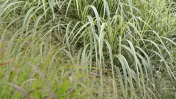 499045 - Chinese silver grass (Miscanthus sinensis 'Variegata' syn. Miscanthus sinensis 'Variegatus')