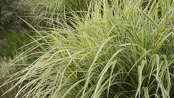 512046 - Chinese silver grass (Miscanthus sinensis 'Variegata' syn. Miscanthus sinensis 'Variegatus')
