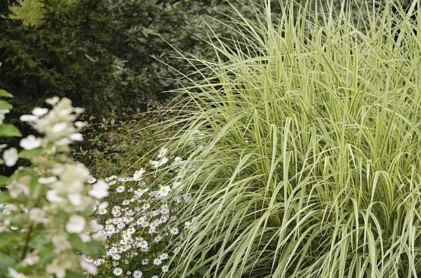 572060 - Chinese silver grass (Miscanthus sinensis 'Variegata' syn. Miscanthus sinensis 'Variegatus')