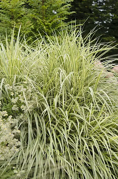 572062 - Chinese silver grass (Miscanthus sinensis 'Variegata' syn. Miscanthus sinensis 'Variegatus')