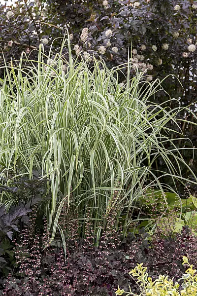 651395 - Chinese silver grass (Miscanthus sinensis 'Variegata' syn. Miscanthus sinensis 'Variegatus')