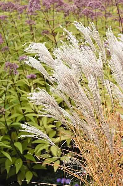 525077 - Chinese silver grass (Miscanthus sinensis 'Werner Neuflies')