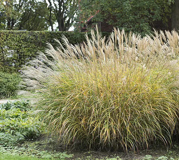 651396 - Chinese silver grass (Miscanthus sinensis 'Yaku Jima')