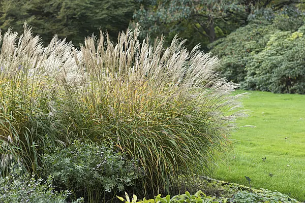 651397 - Chinese silver grass (Miscanthus sinensis 'Yaku Jima')
