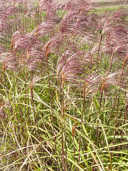 490017 - Chinese silver grass (Miscanthus sinensis 'Zebrinus')