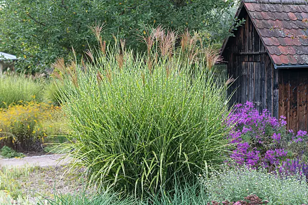 675262 - Chinese silver grass (Miscanthus sinensis 'Zebrinus')