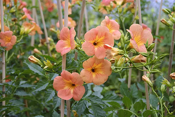535390 - Chinese trumpet vine (Campsis grandiflora)