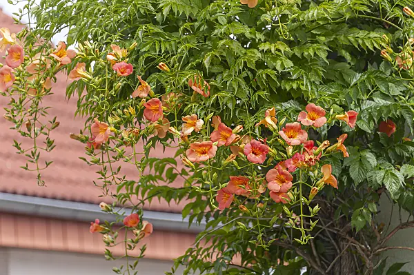 651135 - Chinese trumpet vine (Campsis grandiflora)