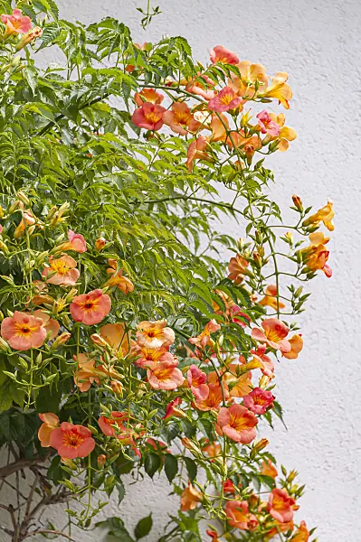 651136 - Chinese trumpet vine (Campsis grandiflora)
