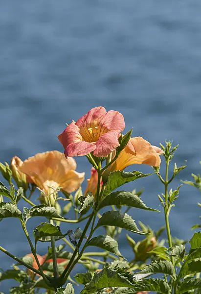 651137 - Chinese trumpet vine (Campsis grandiflora)