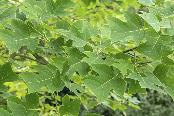616262 - Chinese tulip tree (Liriodendron chinense)