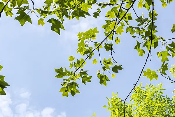 638153 - Chinese tulip tree (Liriodendron chinense)