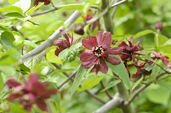508176 - Chinese wax shrub (Sinocalycanthus raulstonii 'Hartlage Wine')