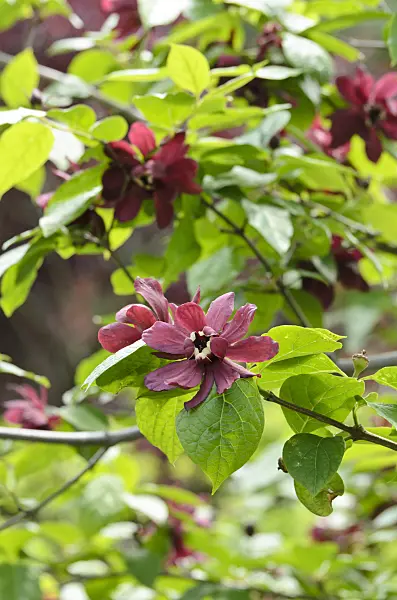 508177 - Chinese wax shrub (Sinocalycanthus raulstonii 'Hartlage Wine')