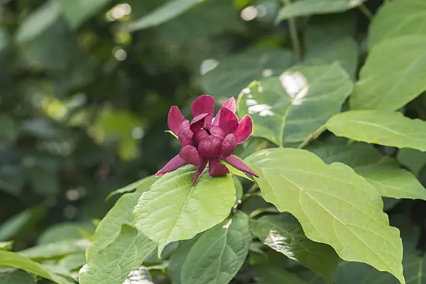 616177 - Chinese wax shrub (Sinocalycanthus raulstonii 'Hartlage Wine')