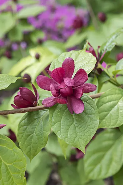 638342 - Chinese wax shrub (Sinocalycanthus raulstonii 'Hartlage Wine')