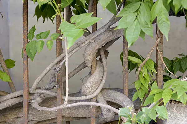 535443 - Chinese wisteria (Wisteria sinensis)