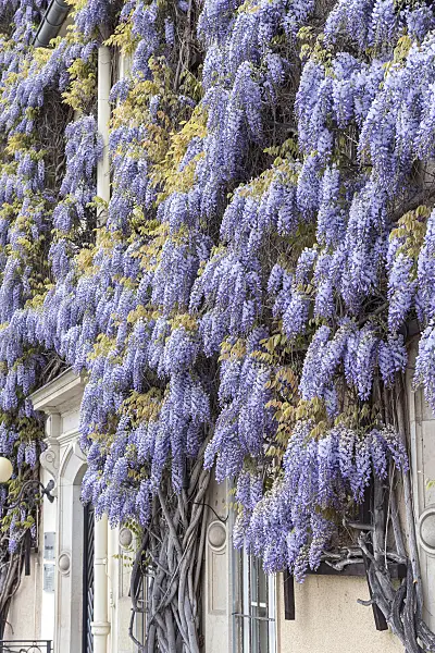 616355 - Chinese wisteria (Wisteria sinensis)