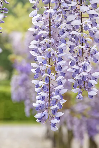 607238 - Chinese wisteria (Wisteria sinensis 'Texas Purple')