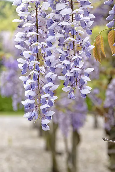 607239 - Chinese wisteria (Wisteria sinensis 'Texas Purple')