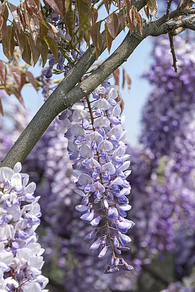 607240 - Chinese wisteria (Wisteria sinensis 'Texas Purple')