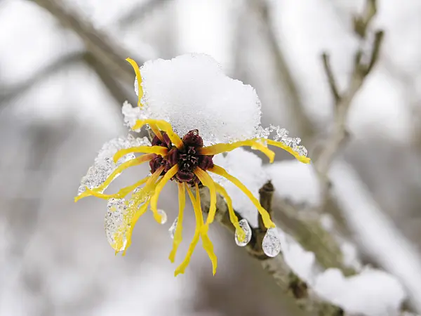 422021 - Chinese witch hazel (Hamamelis mollis)