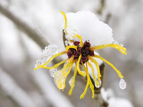 422022 - Chinese witch hazel (Hamamelis mollis)