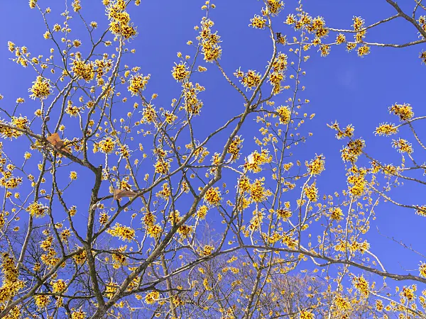 435023 - Chinese witch hazel (Hamamelis mollis)