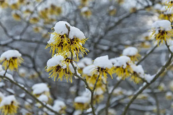 517052 - Chinese witch hazel (Hamamelis mollis)