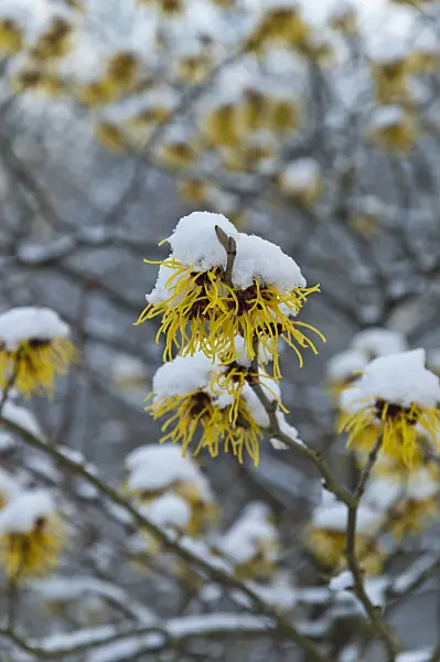 517053 - Chinese witch hazel (Hamamelis mollis)