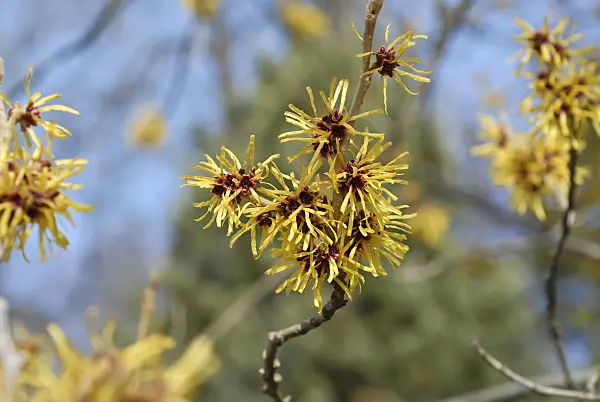 517181 - Chinese witch hazel (Hamamelis mollis)