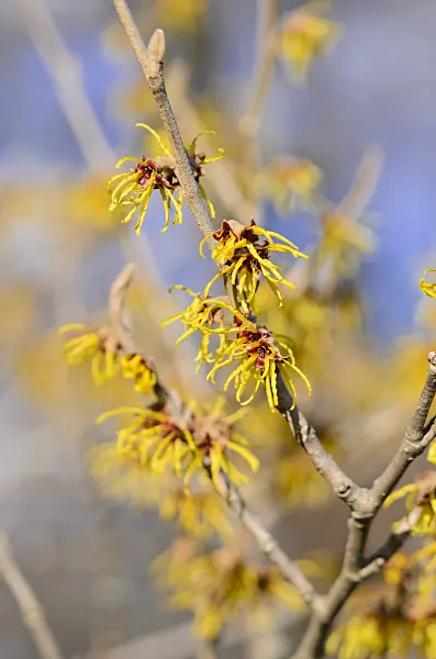 529105 - Chinese witch hazel (Hamamelis mollis)